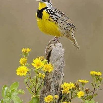 Mohammad-farzad - Twitter Profile Picture of Mohammad-farzad (@farzad13191) on Twitter