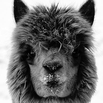 Profile Picture of Jan Drees (@jd3392) on Twitter