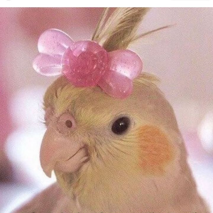 Profile Picture of shirley pareta (@chickpea076) on Tiktok