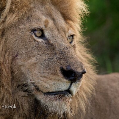 Profile Picture of Dan Streck (@danstreckhere) on Twitter