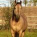 Profile Picture of Wayne Mack (@mack.charolais) on Facebook