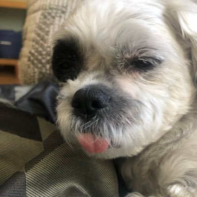 Profile Picture of Stephen Moncrieff (@stevemoncrieff2) on Twitter