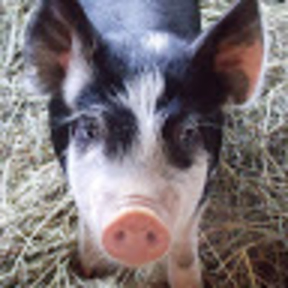 Profile Picture of Tanya Moyer (@pip114) on Poshmark