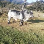 Profile Picture of Wilfrido Alvarez (@wilfrido.alvarez.142) on Facebook