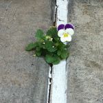 Profile Picture of Trisha Edwards (@trisha8w2) on Instagram