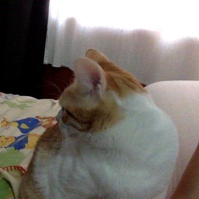 Profile Picture of Alex L. Papageorge (@Spark_the_cat) on Twitter