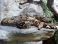 Profile Picture of Boa constrictor - Wikipediaon Wikipedia
