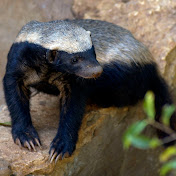 Profile Picture of Bryan Eddy (@bryaneddy6185) on Youtube