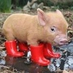 Profile Picture of Debi Higgins (@higgins.debi) on Instagram