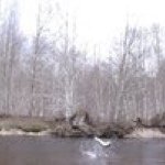Profile Picture of Greg Wolak (@darthsteelhead) on Instagram