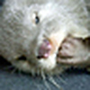 Profile Picture of Debbie Cahill (@darkembers) on Flickr