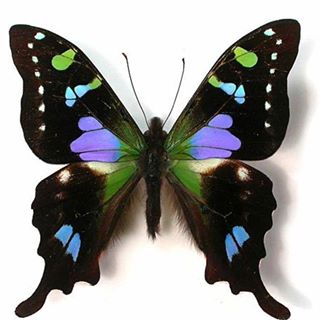 Profile Picture of Sarani James (@sarani.james.5) on Facebook