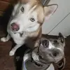 Profile Picture of Chassafrasss (@chassitycarlyle) on Tiktok