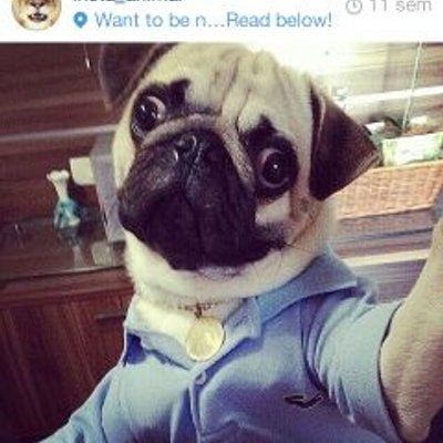 Joel Bracamonte - Twitter Profile Picture of Joel Bracamonte (@JoelVettel777) on Twitter