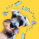 Profile Picture of BEN LUCK LESSER (@bendogzinho) on Instagram