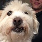 Profile Picture of Jonas Tang Albertsen (@spankomango) on Instagram