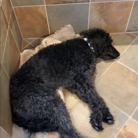 Profile Picture of Addison Beardslee (@addisonbea) on Poshmark