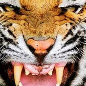 Profile Picture of Jared Ferrell (@MrC4nnon) on Youtube