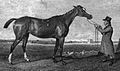 Profile Picture of Rhoda (horse)on Wikipedia