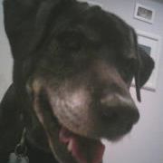 Profile Picture of Chanda McKoon (@discodogmc) on Pinterest