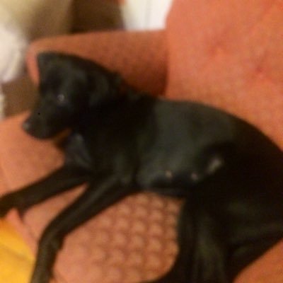 Profile Picture of Ray Hopper (@RayHopper17) on Twitter