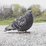 Profile Picture of Andres David La Cruz Palacios (@andrew.vzla) on Instagram