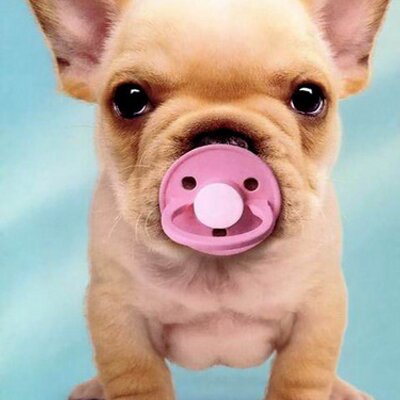 Profile Picture of Julian Baez (@julianbaez12) on Twitter