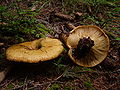 Profile Picture of Lactarius scrobiculatuson Wikipedia