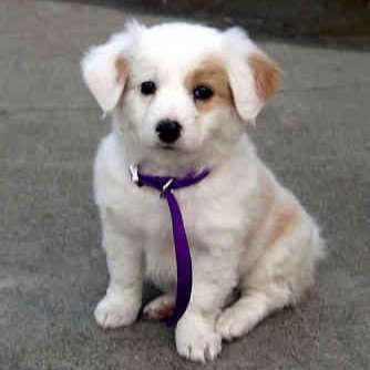 Profile Picture of Eloise Brewer (@XxBrewer) on Twitter