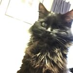 Profile Picture of Simon Farrell (@simonthacat) on Instagram