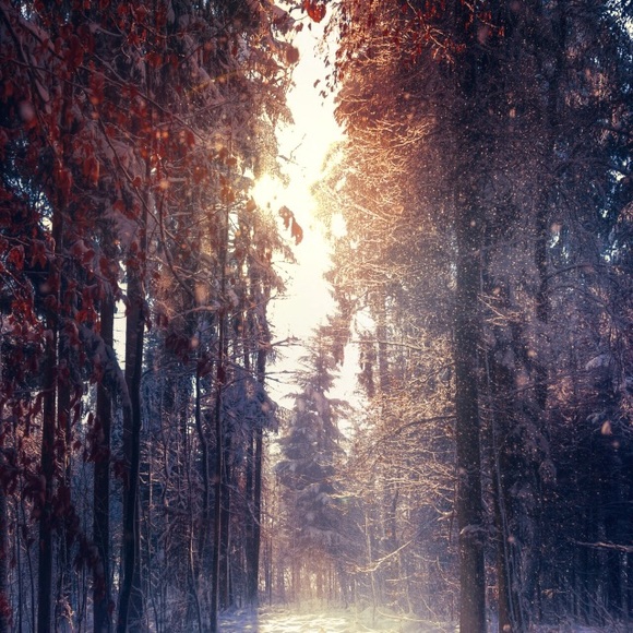 Profile Picture of Nikki Corino (@nikkicorino) on Poshmark