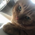 Keegan-James nobbs - Instagram Profile Picture of Keegan-James nobbs (@cuddlekeeg02) on Instagram