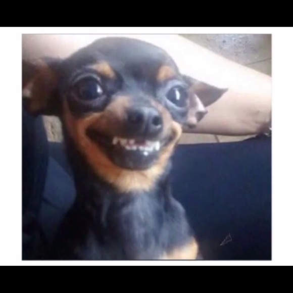 Profile Picture of Paw Paw (@ponyo94321) on Poshmark