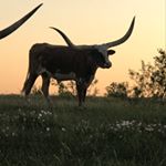 Profile Picture of Ron & Lisa Bailey (@fmb_longhorns) on Instagram