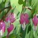 Profile Picture of Paula Sibley Ruland (@paularuland) on Pinterest