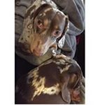 Profile Picture of Patricia Flickinger Stauffer (@best_friends_pet_sitting) on Instagram