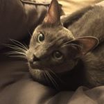 Profile Picture of Melanie Wilde (@wildememe) on Instagram