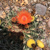 Profile Picture of Michael Cummins (@michaelcummins8642) on Youtube