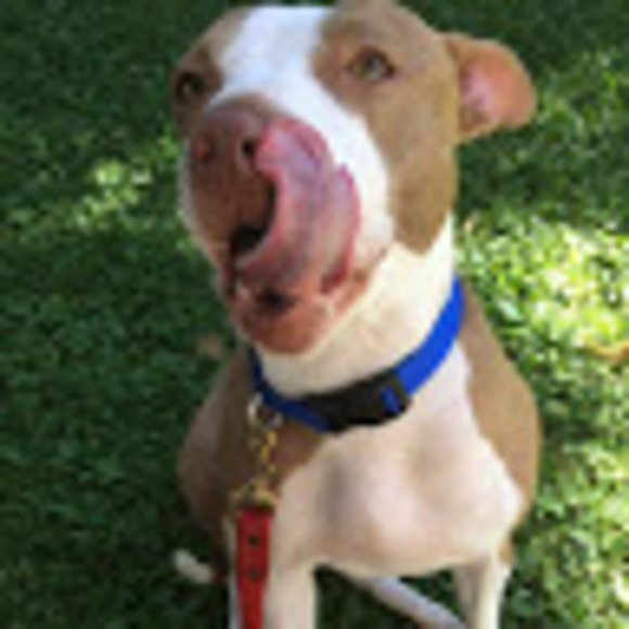 Profile Picture of Alex Agopian (@alexagopian) on Poshmark