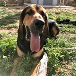 Kipp Jones - Instagram Profile Picture of Kipp Jones (@kippthebloodhound) on Instagram