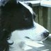 Profile Picture of Geoffrey Exoo (@exoo0489) on Pinterest