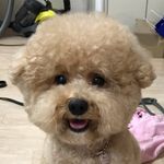 Profile Picture of 14년 9월 8일 식구가 된 날🐶❤️👧🏻 (@mhoonikkk) on Instagram