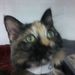 Profile Picture of Nancy Tromblee (@nancytromblee) on Pinterest
