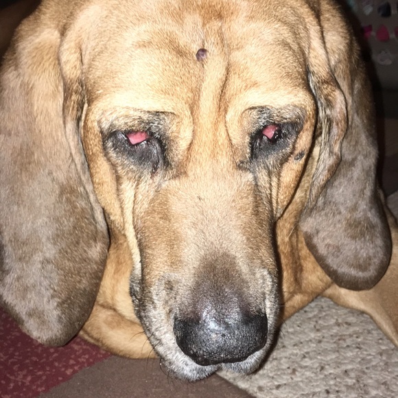 Profile Picture of John Albrecht (@johnnyresale) on Poshmark