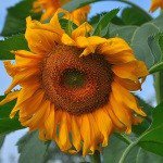 Profile Picture of Ceresia (@ceresiasto) on Instagram