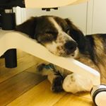 Profile Picture of Sam🐶✨ (@samperritowiz) on Instagram