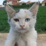 Profile Picture of hassan rafiq (@rafiq4976) on Instagram