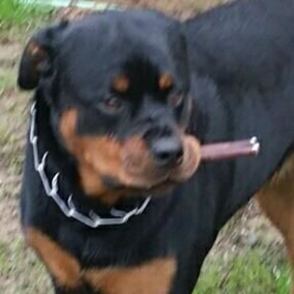 Profile Picture of Ronni Mcmahon (@rhoni_mc1) on Poshmark