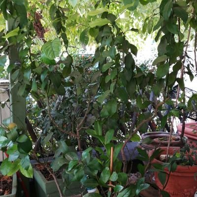 Profile Picture of Todor (@GeorgeTodor) on Twitter