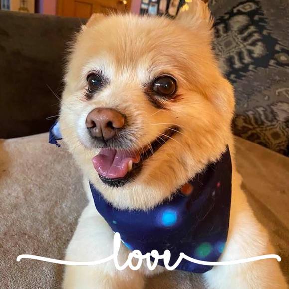 Profile Picture of Barbara Moody (@babydogs) on Poshmark